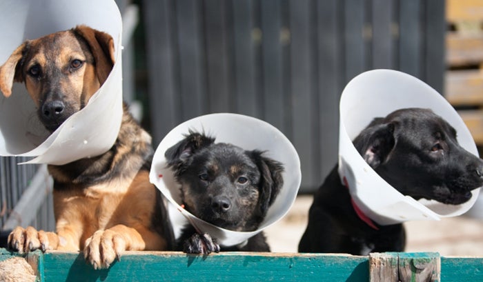Perro muerde de gravedad a niño de 8 años