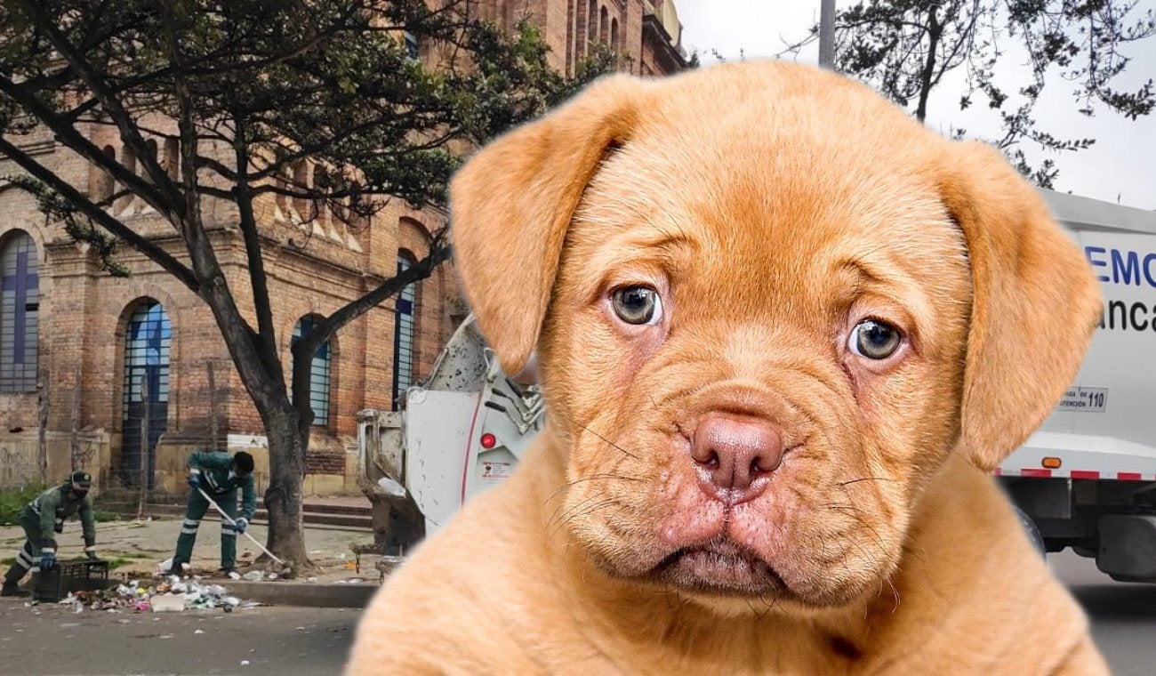 Permitir que su perro riegue la basura en la calle tiene multa