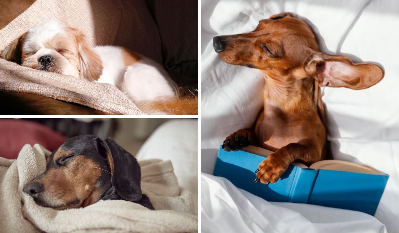 ¿Qué significa que un perro duerma en la almohada de su dueño?