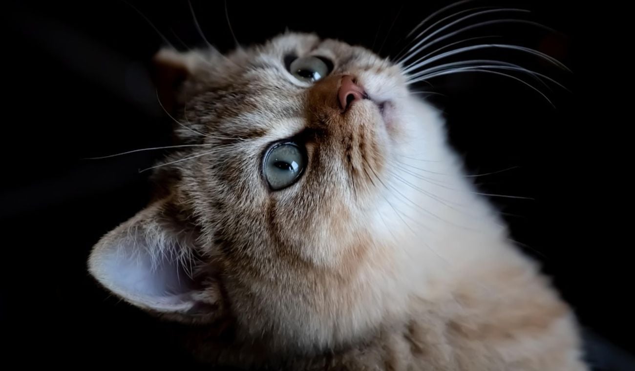 Qué significa siempre acariciar a los gatos: dice mucho de su personalidad