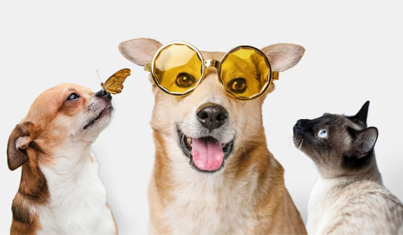 Adopción de perros y gatos en Bogotá: sume un nuevo integrante a su familia