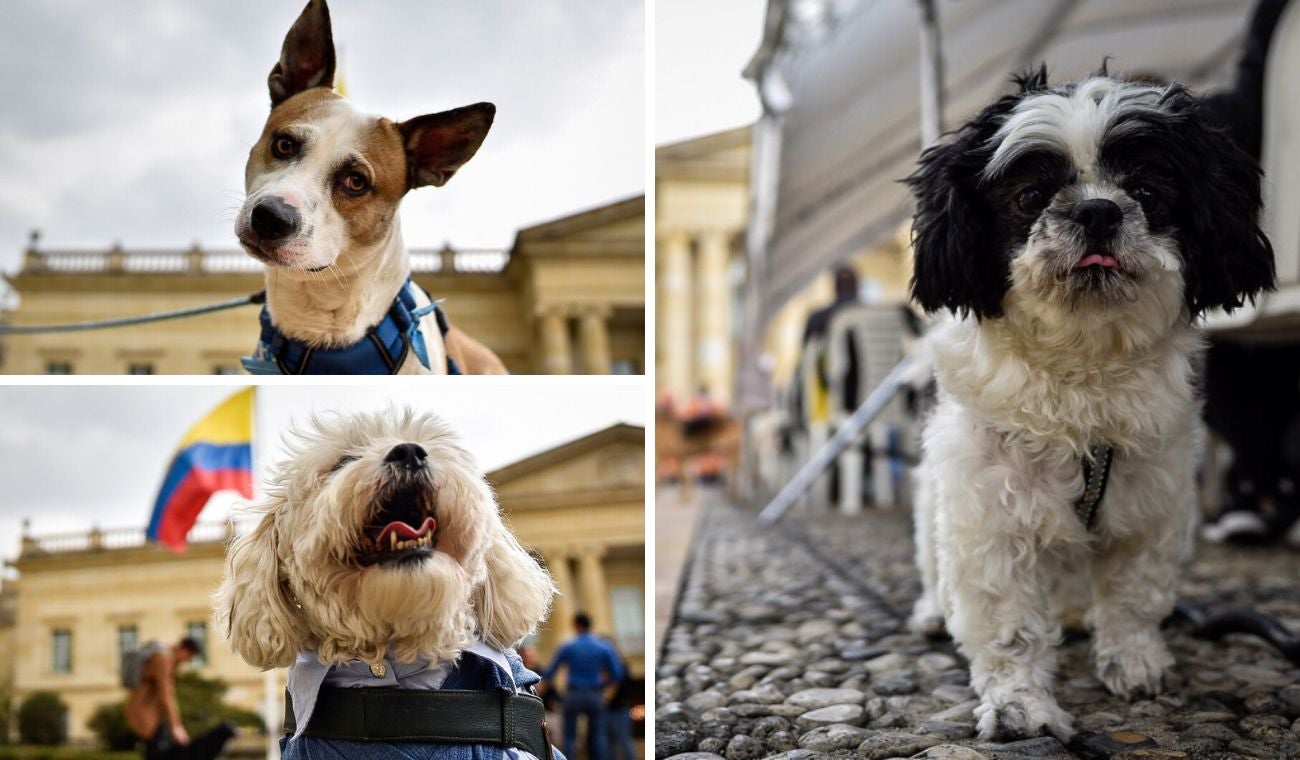 Adopte un peludo en Ciudad Bolívar: ¿cuándo será la jornada y qué piden?