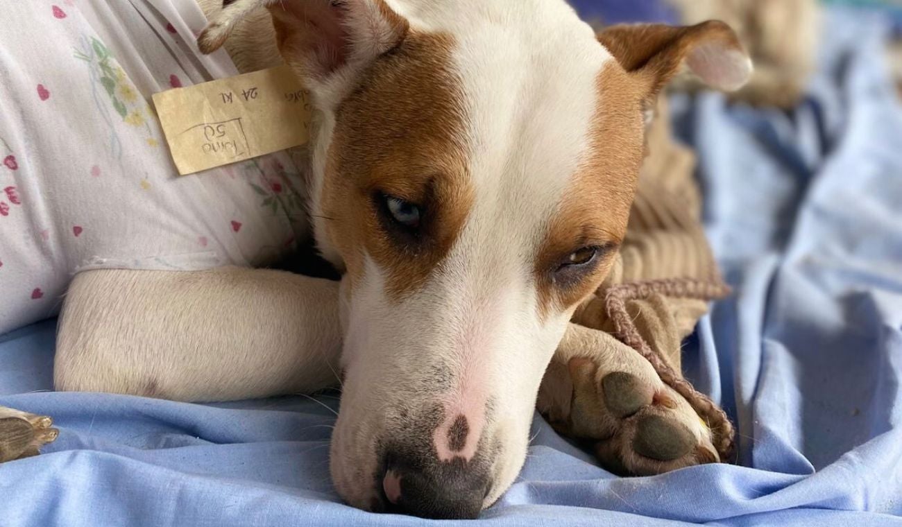 Banco de medicinas y alimentos para mascotas: guía para solicitar apoyo