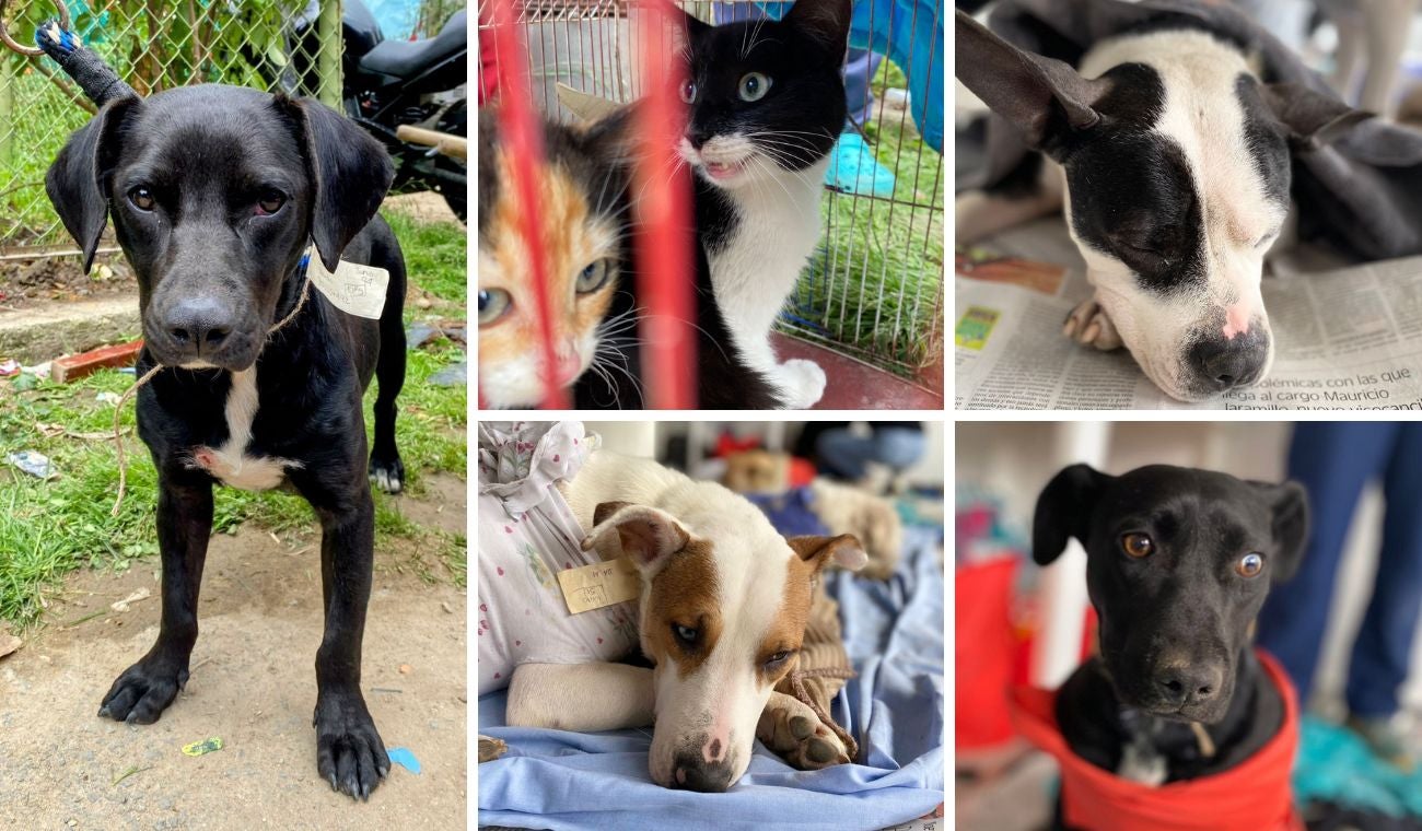 Banco de medicinas y alimentos para mascotas: guía para solicitar apoyo