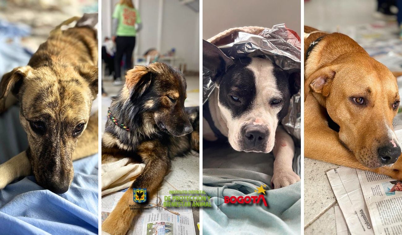 IDPYBA abre convocatoria: apoyarán ideas para proteger y salvar a los animales