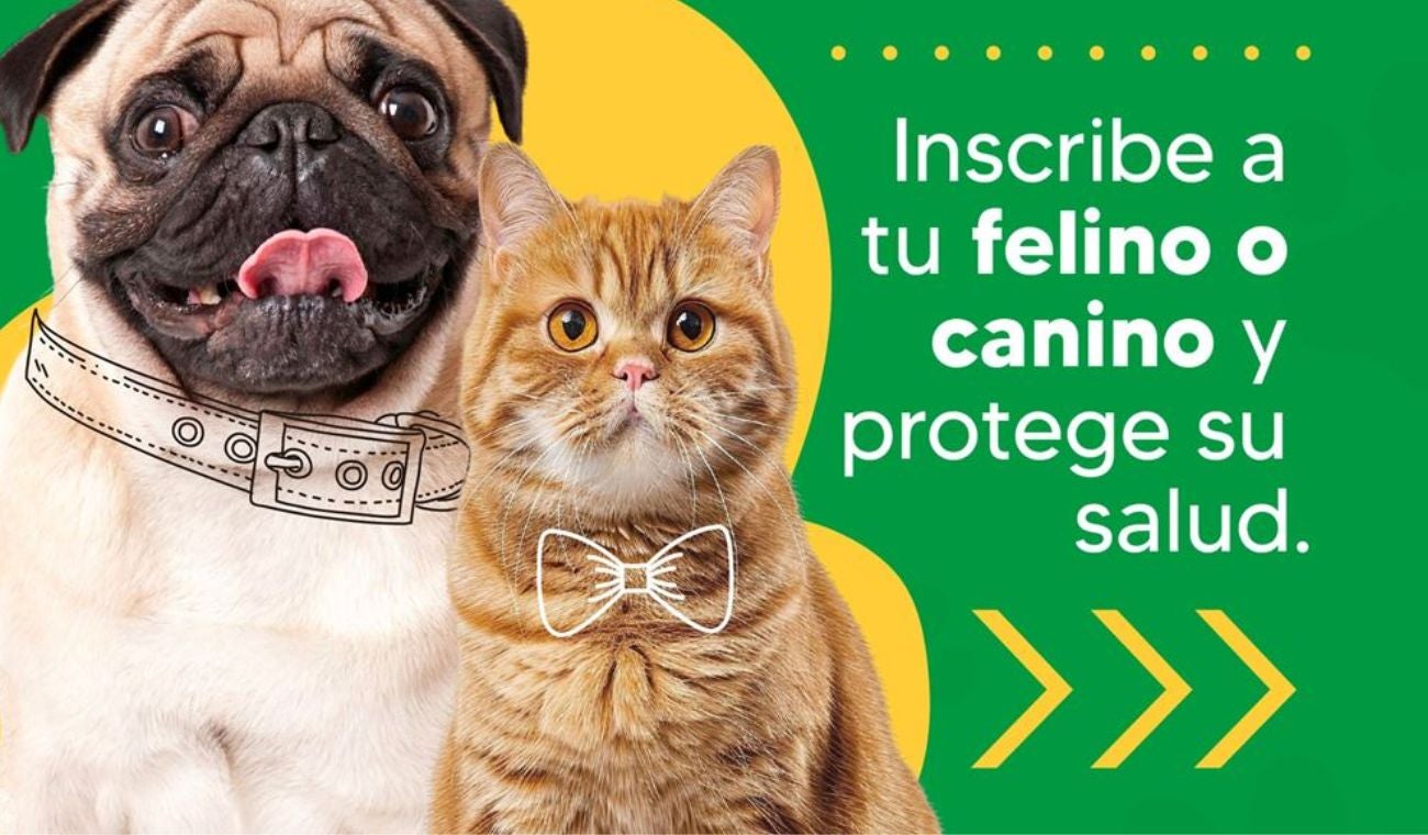 Esterilización gratis para perros y gatos en Mosquera: agende su cita