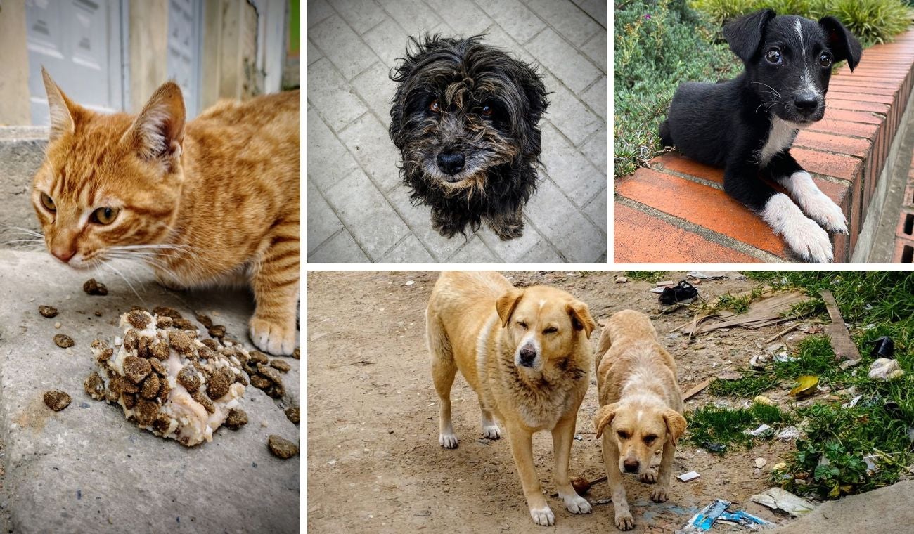 Esterilizaciones gratis en Bogotá: Distrito abrió 4 puntos con 15 mil cupos