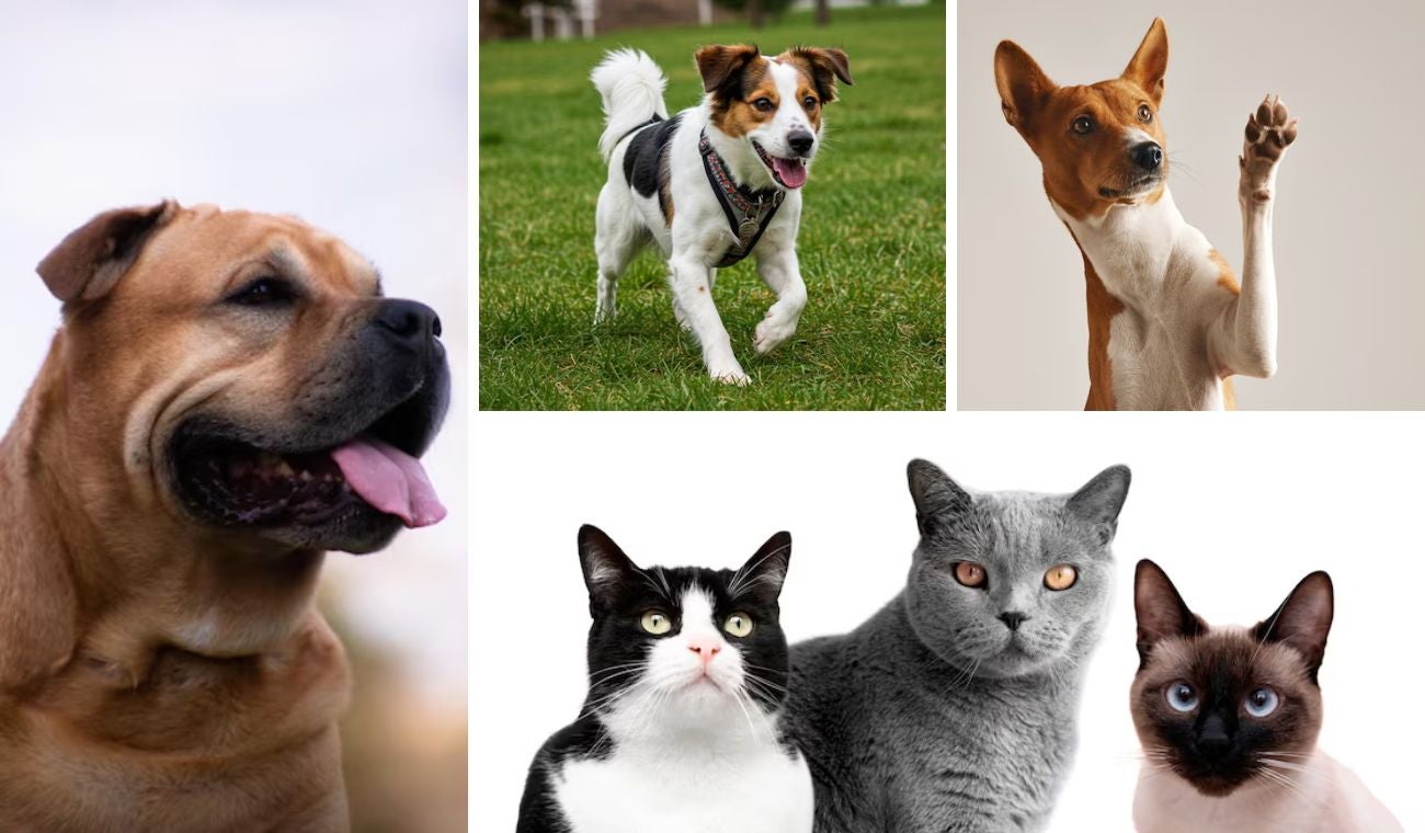 Esterilizaciones gratis para perros y gatos: hay agenda abierta para julio