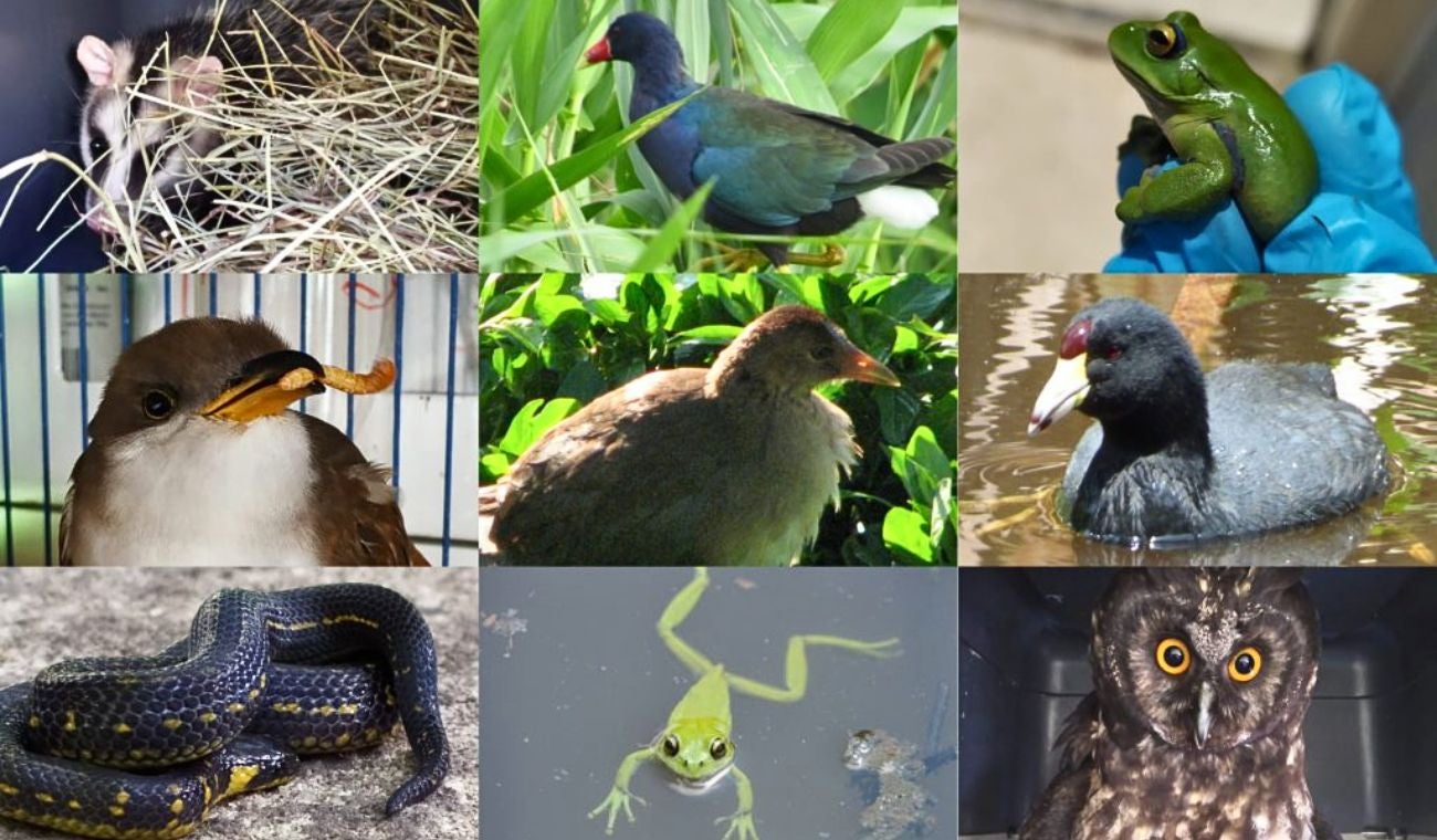 Secretaría de Ambiente frena tráfico de fauna: 4 capturados en Bogotá