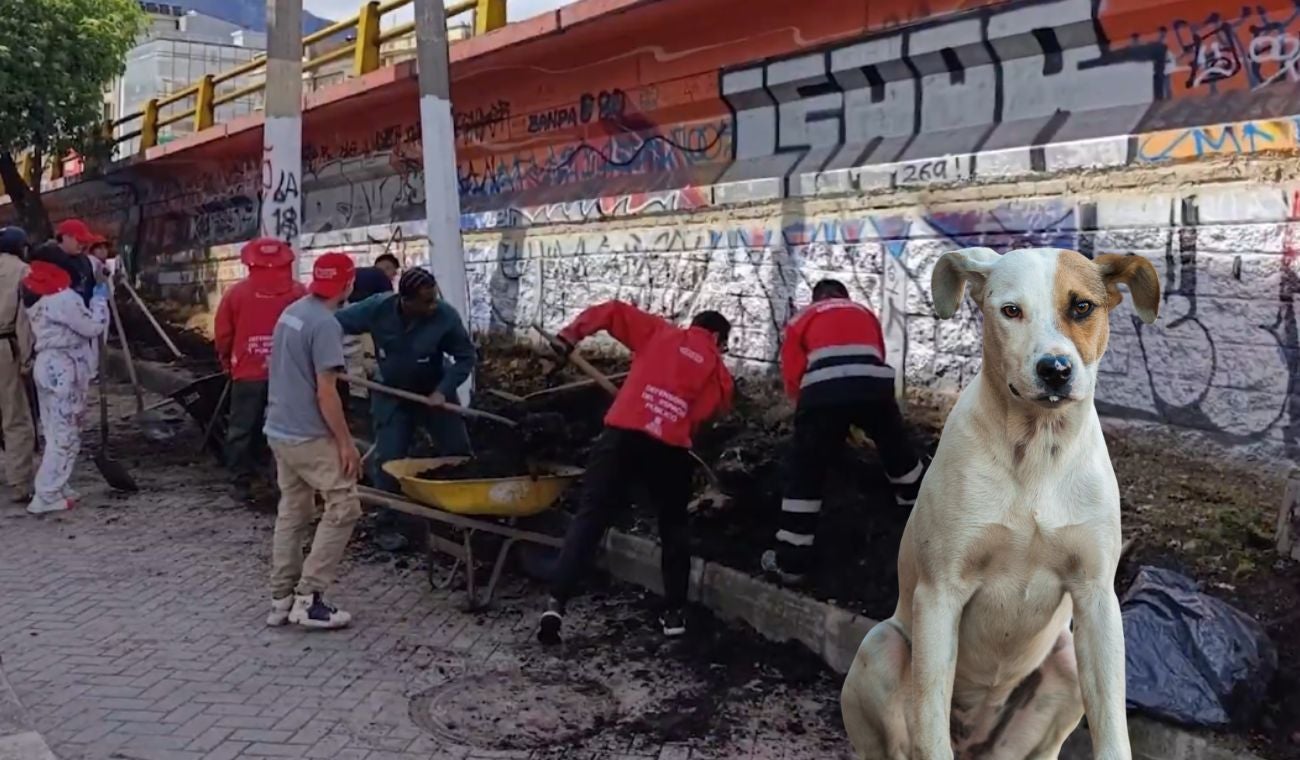 Galán le mete mano a puentes tendrán zona exclusiva para los peludos
