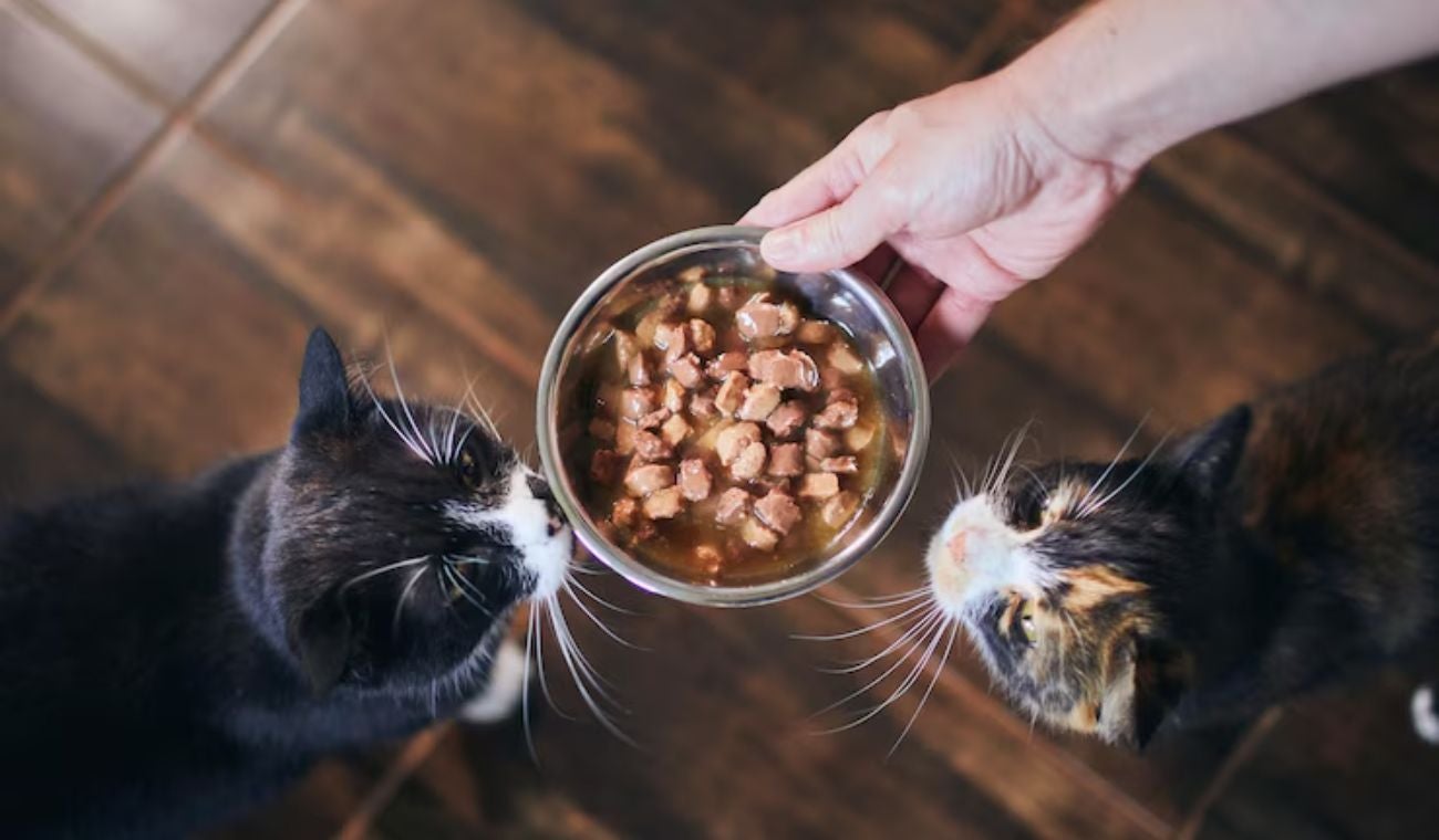¿Es bueno darles solo concentrado a los gatos? Esto debe saber