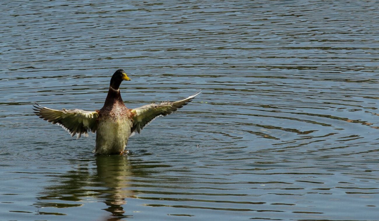 Bogotá busca mujeres que cuiden los humedales: así podrá ser una de ellas