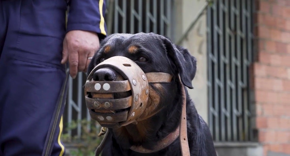 Perro de apoyo de seguridad