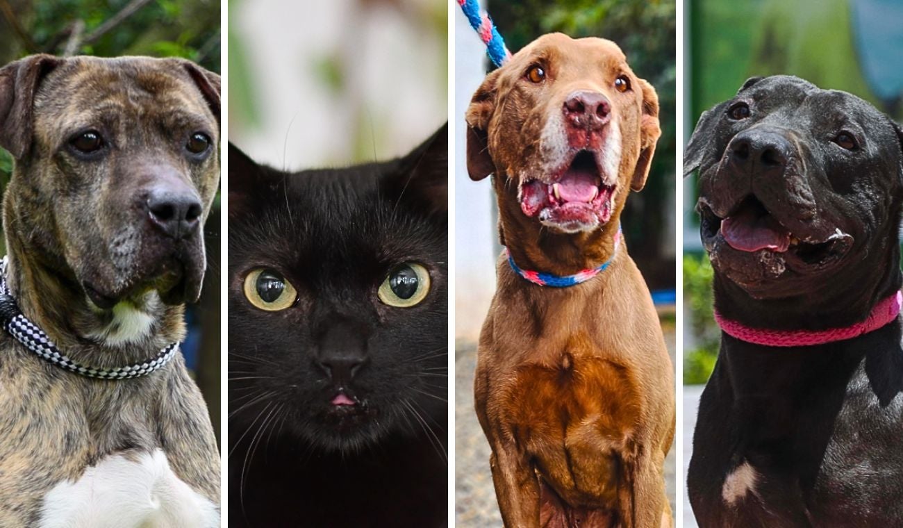 Adopción de perros y gatos en Bogotá: sume un nuevo integrante a su familia