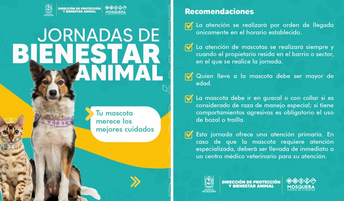 Esterilización gratis para perros y gatos en Mosquera: agende su cita