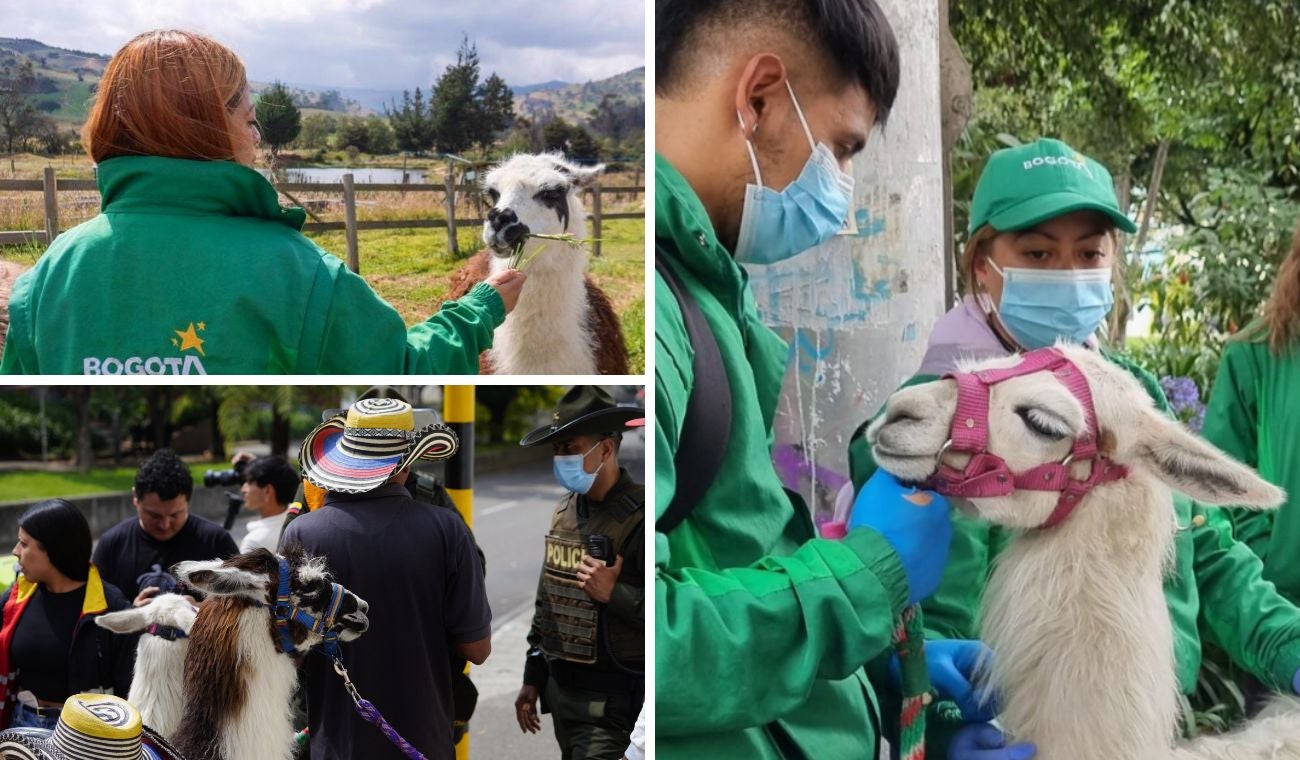 Llamas de la Plaza de Bolívar no se usarán para fotos: se acabó el negocio