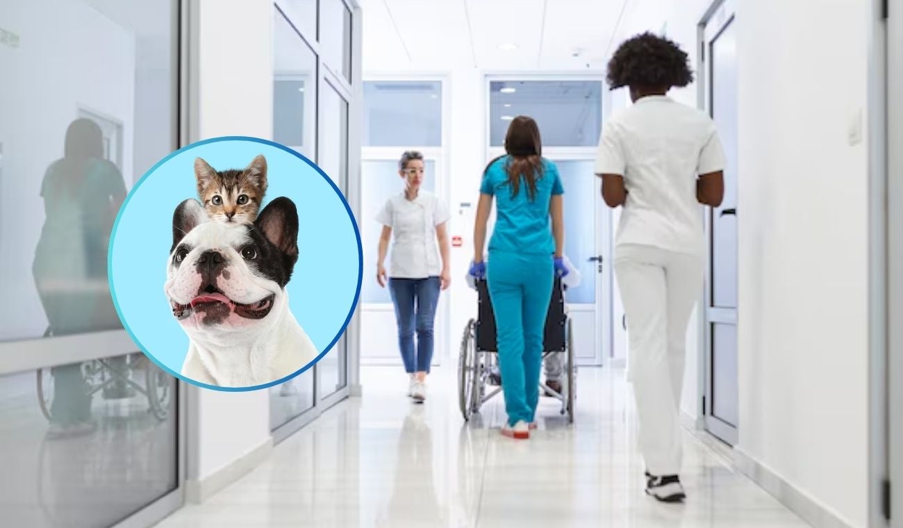 Pacientes terminales podrían recibir a sus mascotas en los hospitales