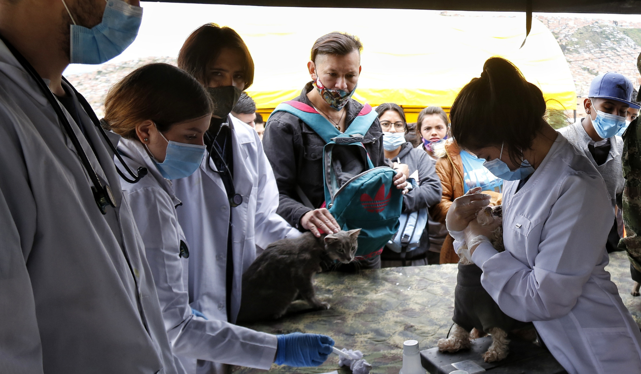 Mascotas tendrán jornada gratis de vacunación en Bogotá así puede acceder