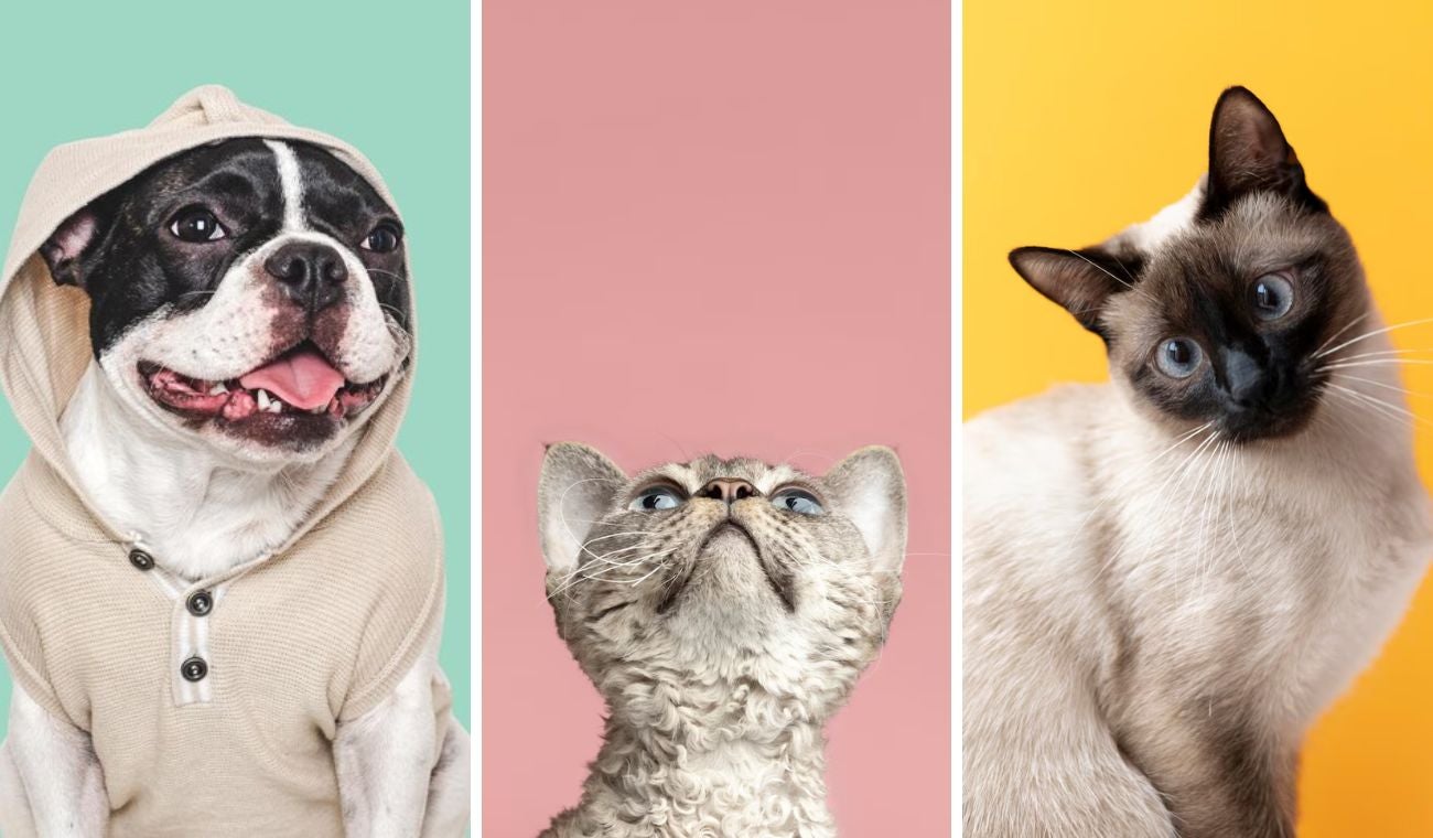 Obesidad en mascotas: señales de alerta y cómo evitarla a tiempo