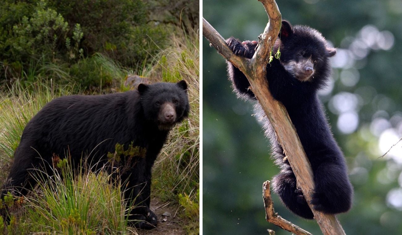 Ositos se robaron miradas en vía de Cundinamarca: enternecieron a pasajeros