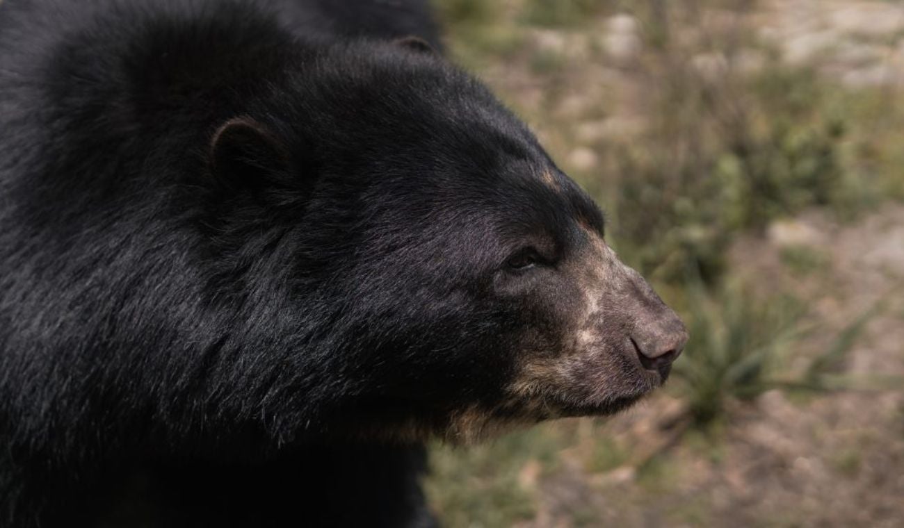 ¿Cómo hacer una reserva para visitar Chingaza? Plan para el fin de semana