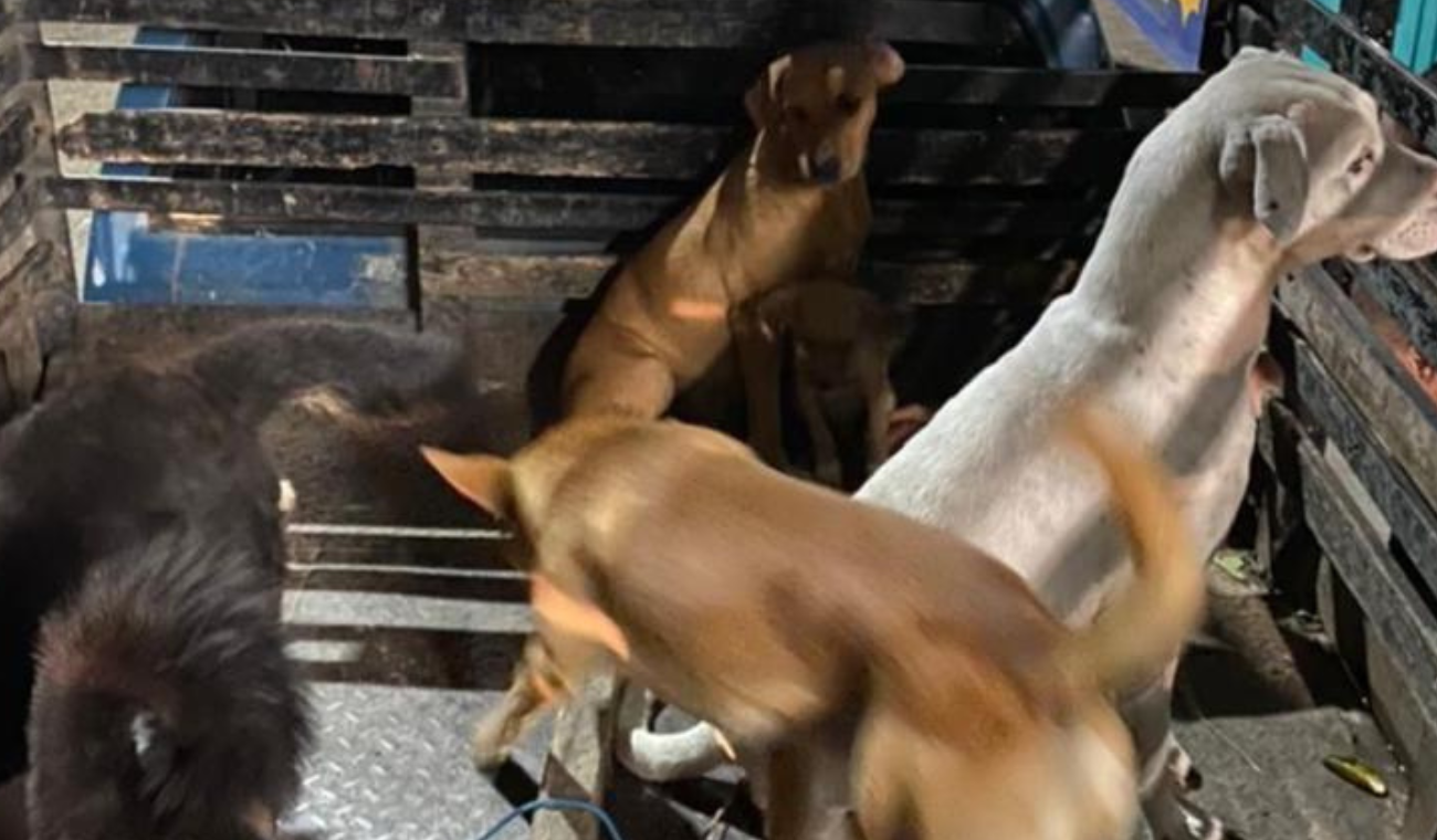 Peluditos buscan familia así será la jornada de adopción en el Concejo de Bogotá