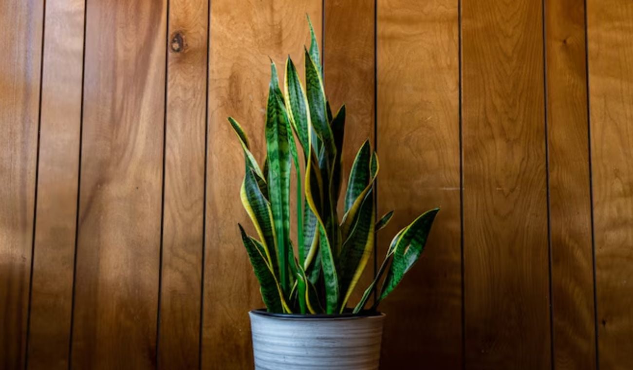 Qué significa que la lengua de suegra no florezca: ¿Es mala suerte?