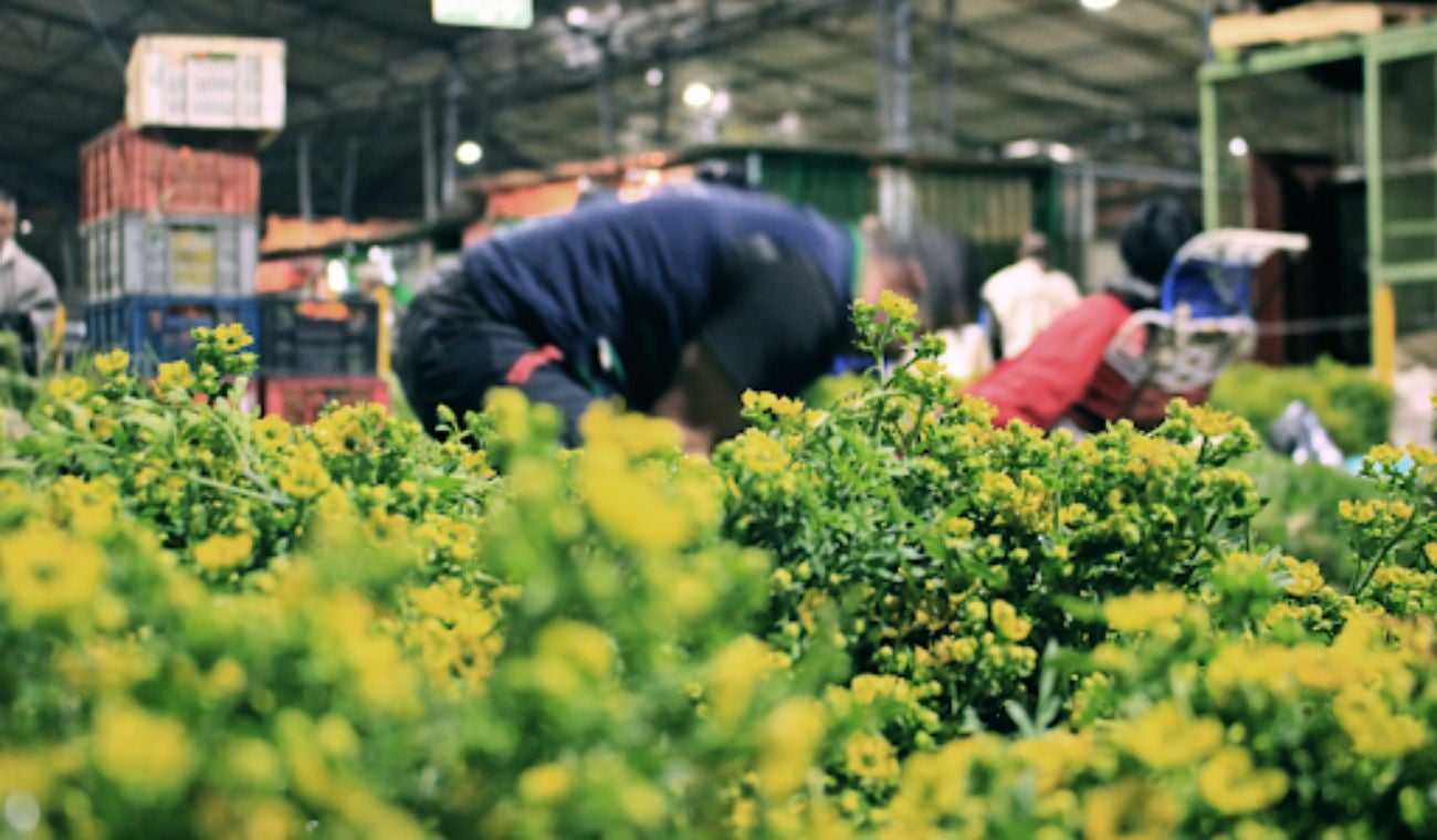 Hierbas, saberes y memoria: lo que guardan las Plazas Distritales de Bogotá