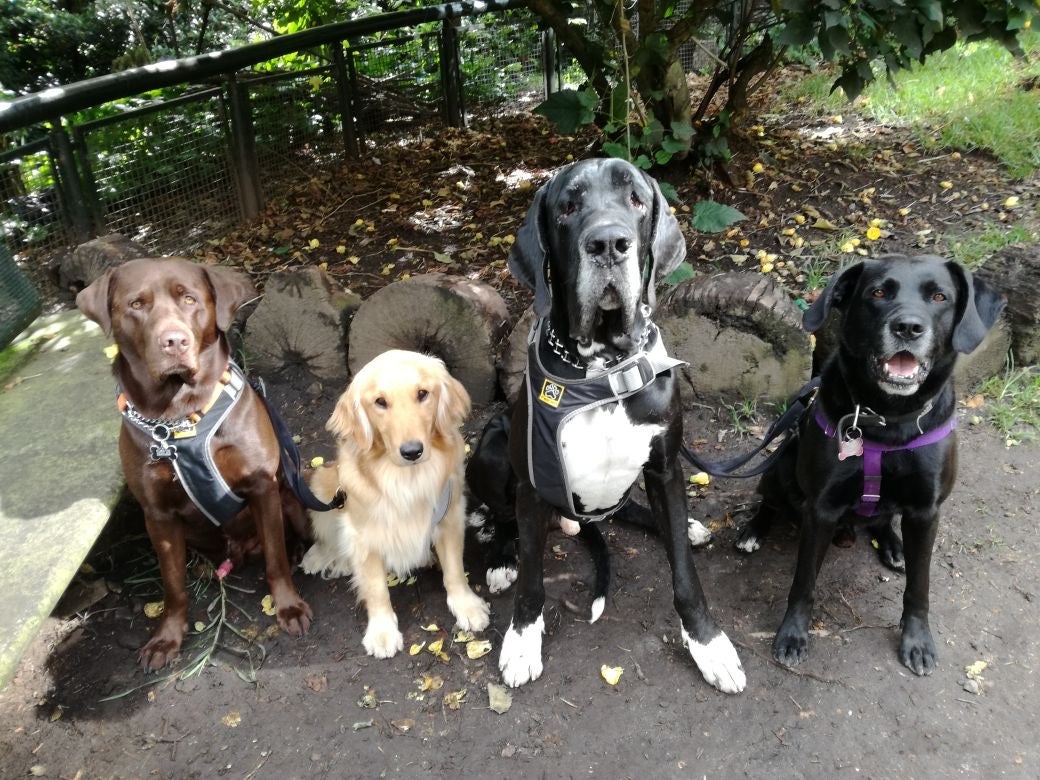 San Cristóbal rescatan perros