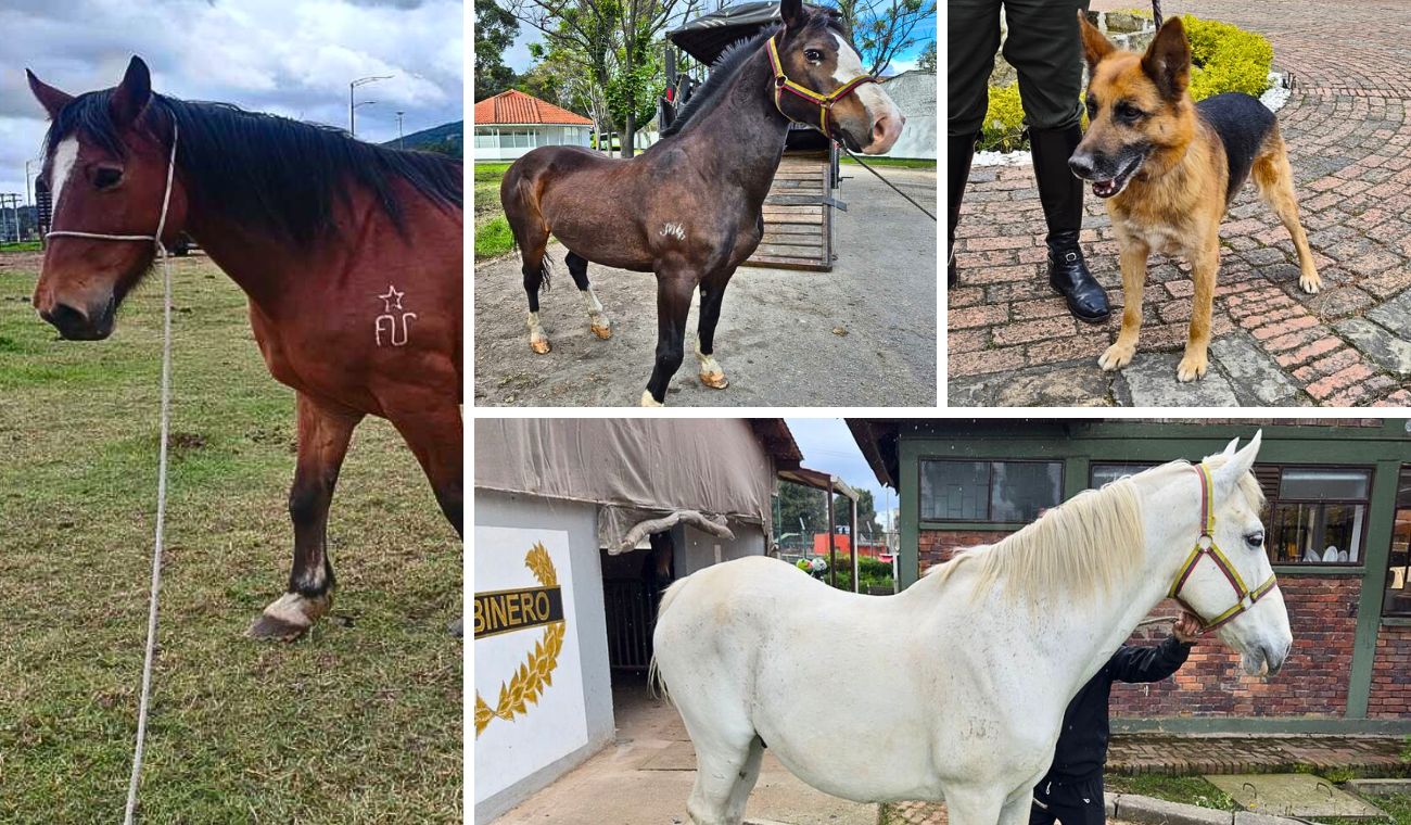 Héroes de 4 patas buscan hogar: adopción de perros y caballos retirados