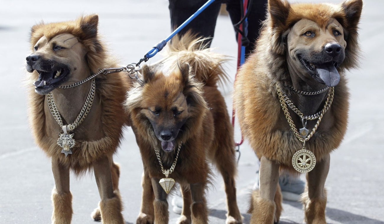 Animales con mas flow en Expopet