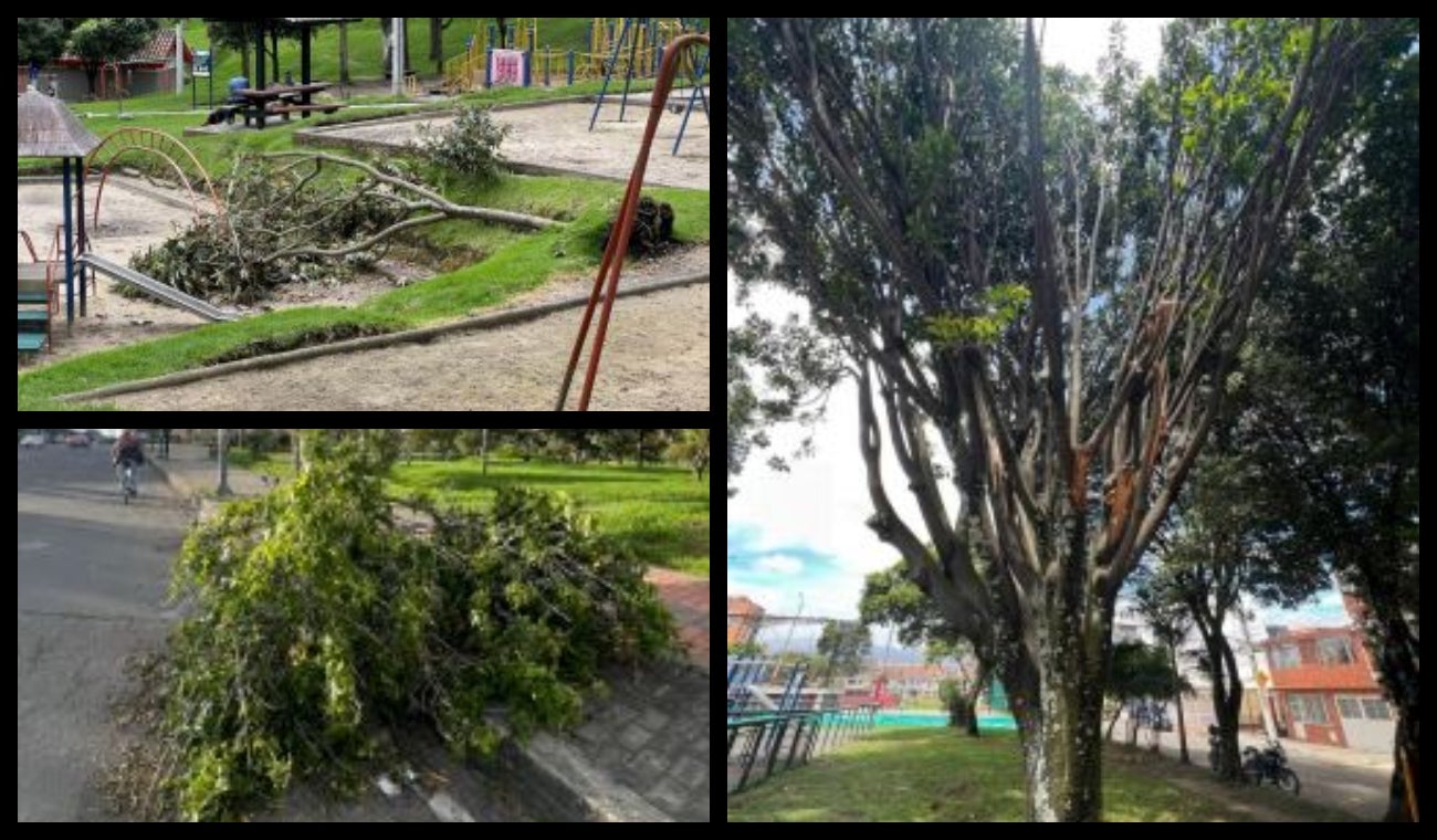 Árboles en mal estado