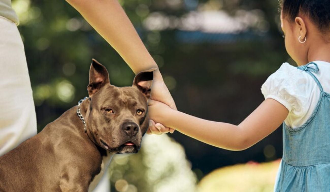 Ataque de perro pitbull en Bogotá