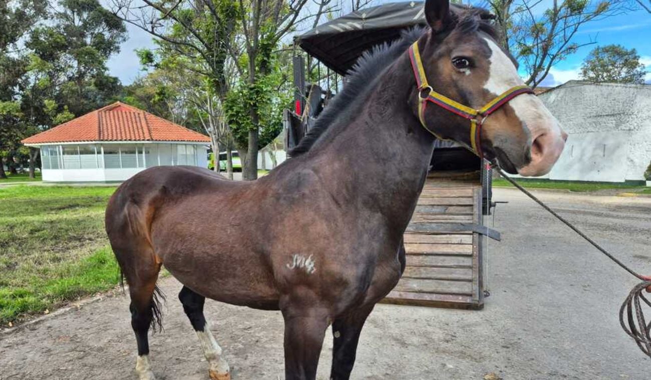 Héroes de 4 patas buscan hogar: adopción de perros y caballos retirados