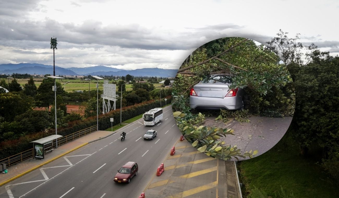 Caída de árbol en la Autopista Norte