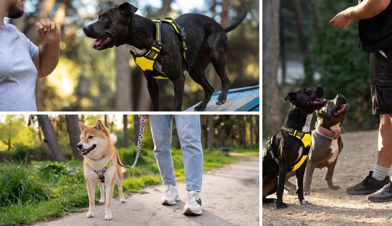 ¿Qué es el canicross? Deporte para sacar todo el potencial junto a su perro