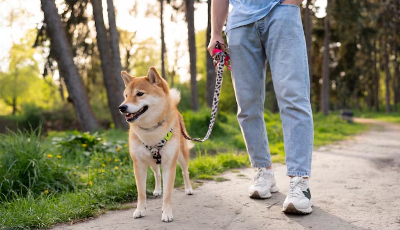 ¿Qué es el canicross? Deporte para sacar todo el potencial junto a su perro