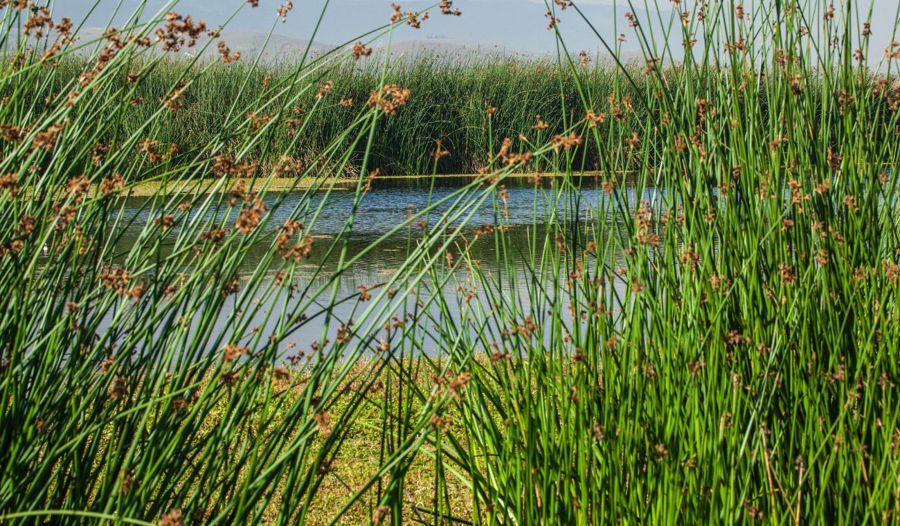 Humedales renacen en Cundinamarca: CAR y JAC rescatan el agua