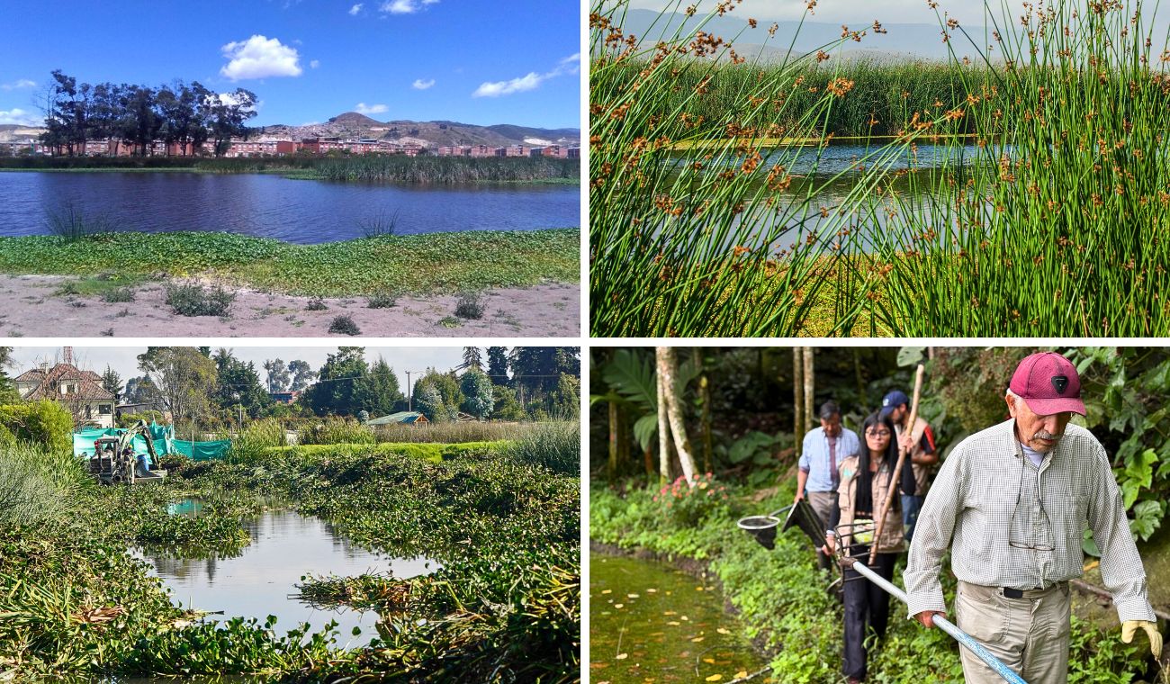 Humedales renacen en Cundinamarca: CAR y JAC rescatan el agua