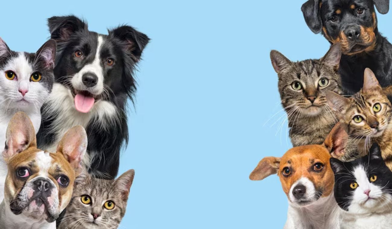 Registro de perros de manejo especial: sin este documento hay multa