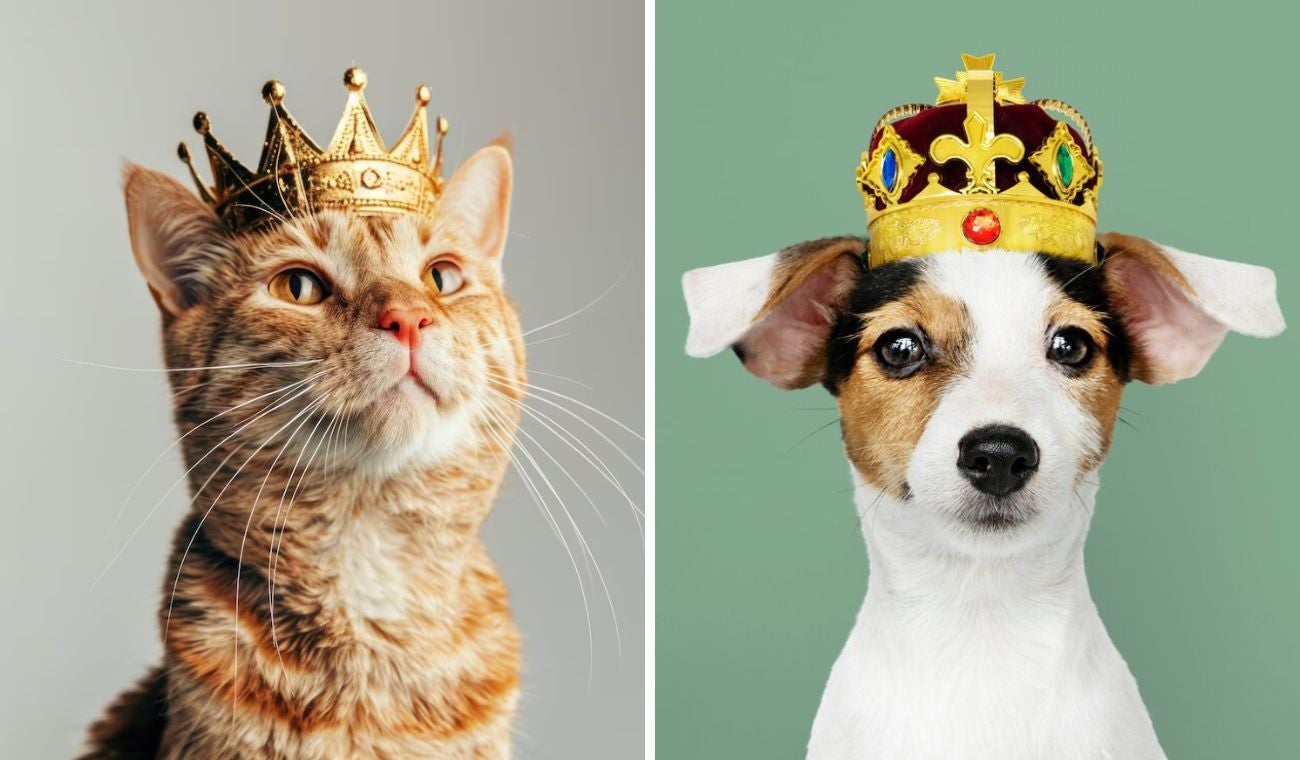 Concurso de belleza para mascotas: criollitos serán los protagonistas