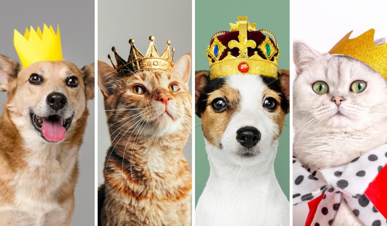 Concurso de belleza para mascotas: criollitos serán los protagonistas