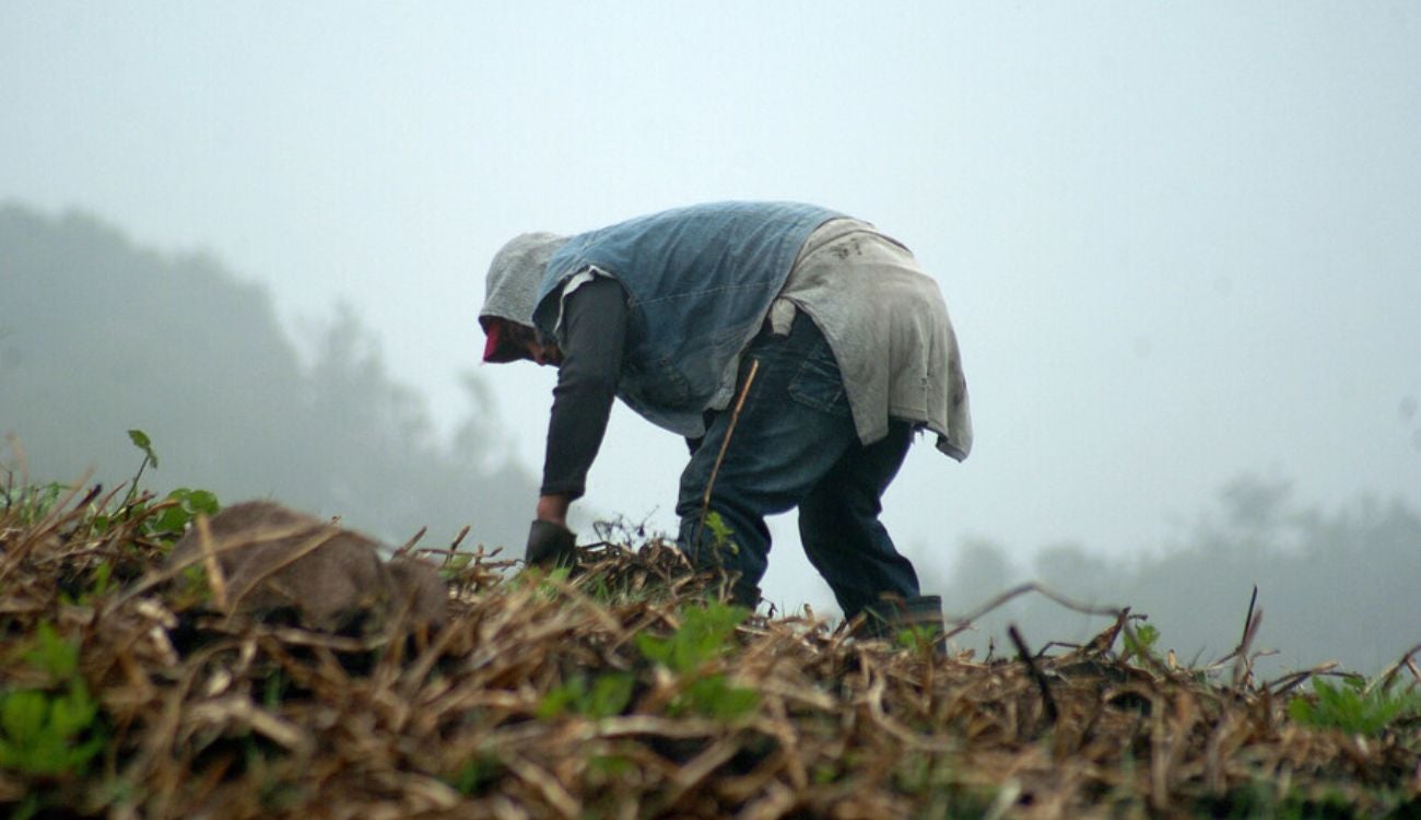 Campesinos les llegará incentivo: bulto de papa dará más ganancia