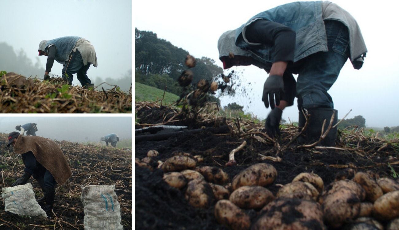 Campesinos les llegará incentivo: bulto de papa dará más ganancia