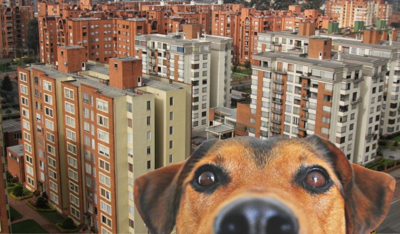 Dueños de perros ganan Corte frena multas en conjuntos