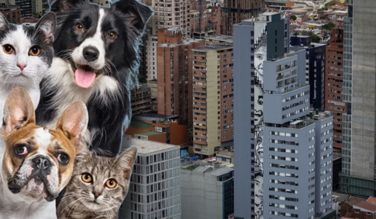 Esterilización para perros y gatos gratis: aproveche y ahórrese plata