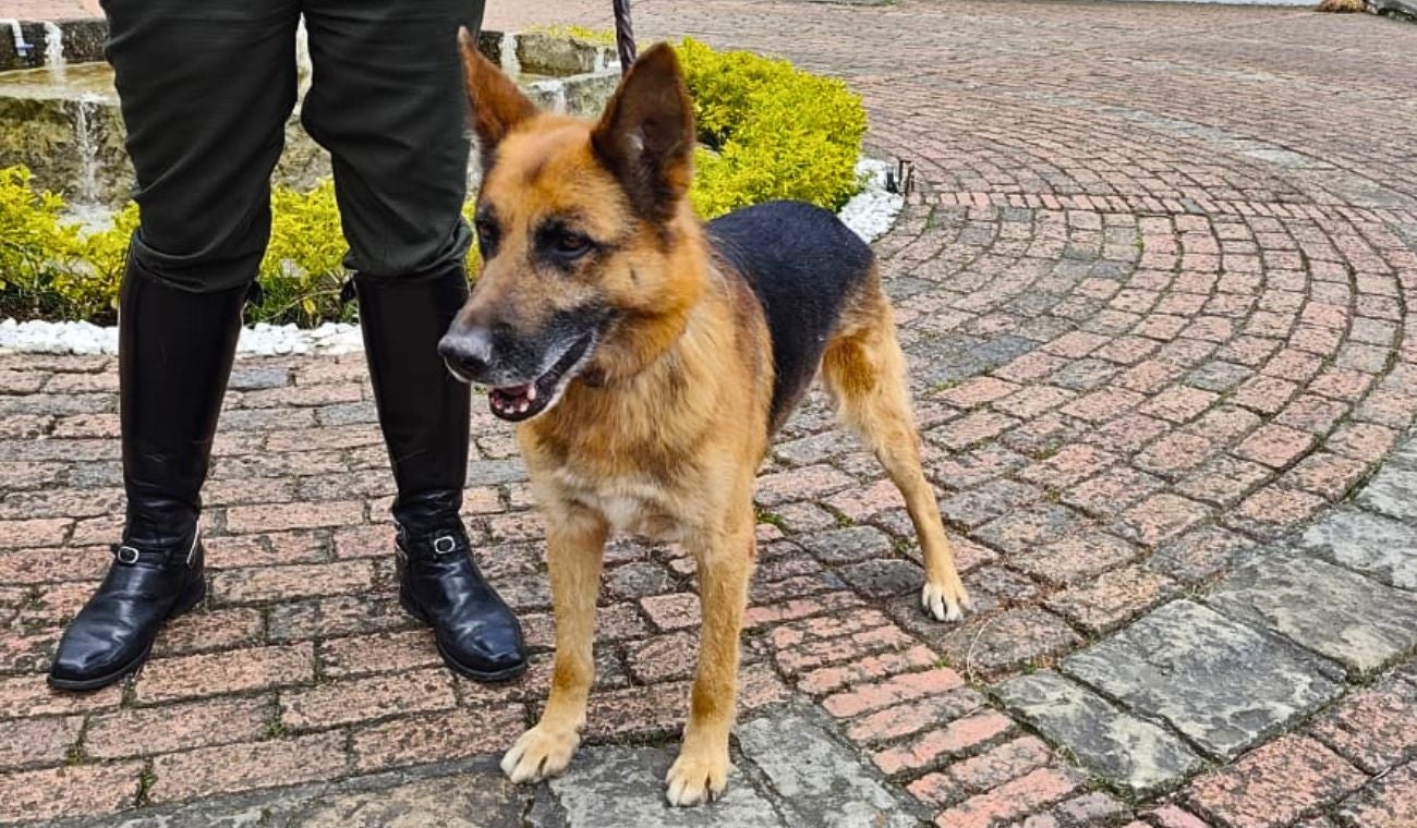 Héroes de 4 patas buscan hogar: adopción de perros y caballos retirados