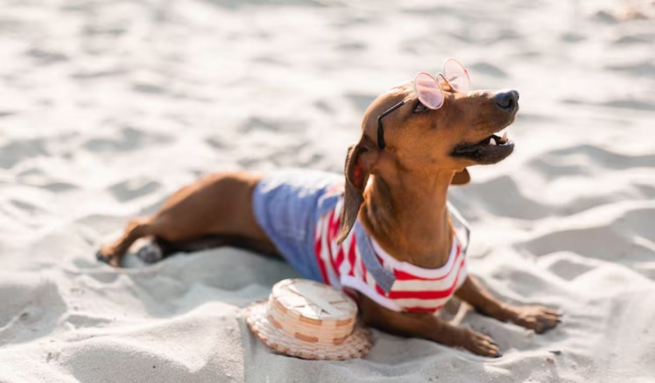 Golpe de calor en perros: síntomas y prevención antes que sea muy tarde