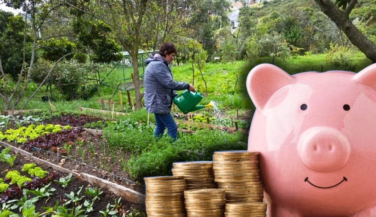 Ciudadanos ahorrarán en alimentación: no gastarán de más en el mercado