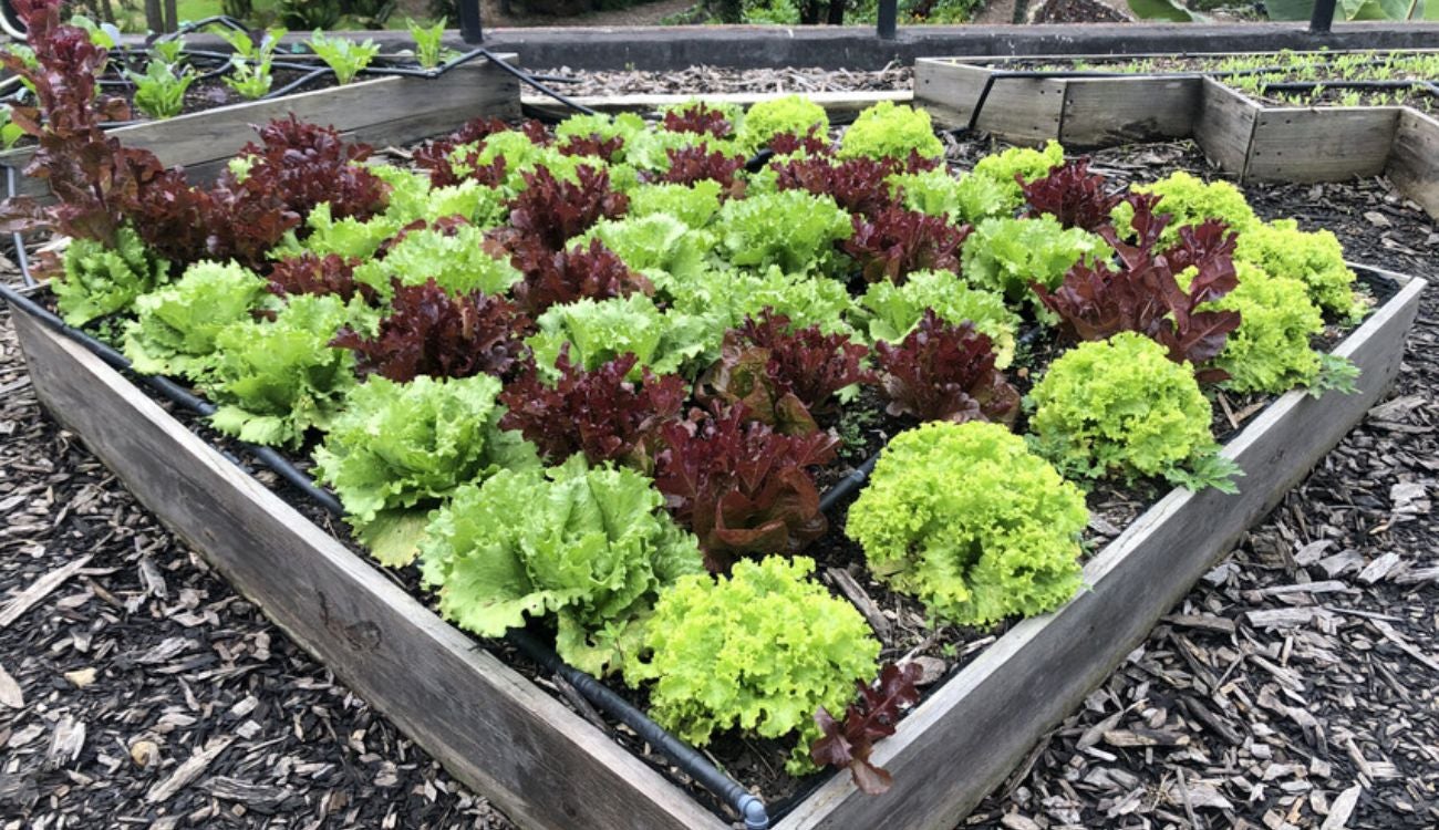 Ciudadanos ahorrarán en alimentación: no gastarán de más en el mercado